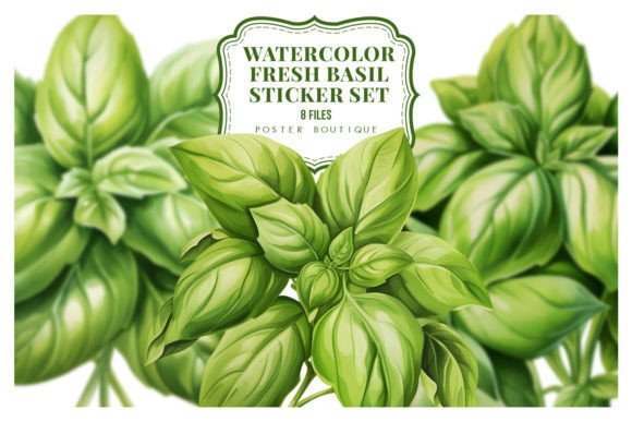 Download Watercolor Fresh Basil Clipart Set - Water Collection