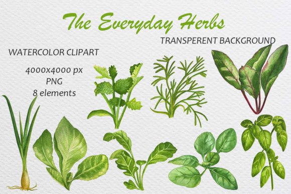 Download Watercolor Basil Dill Cilantro Arugula. - Water Collection